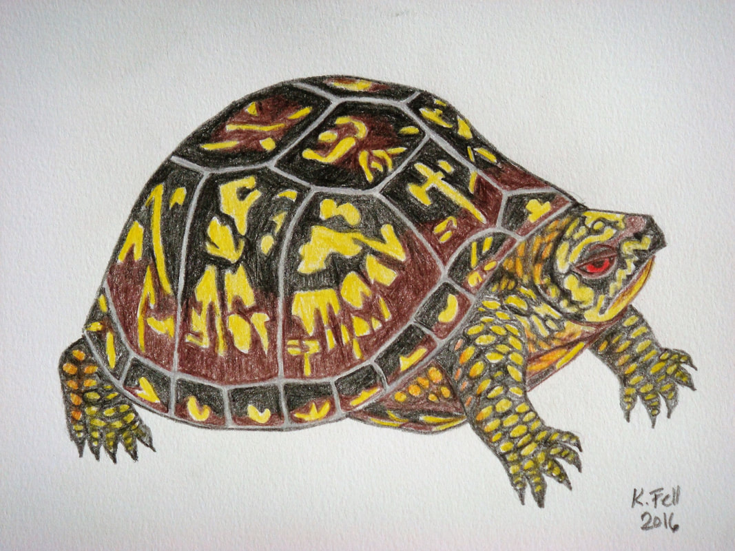 drawing of a box turtle
