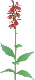drawing of red cardinal flower