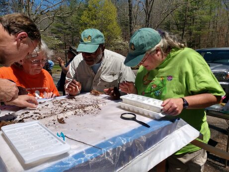 four volunteers sorting through insects they collected