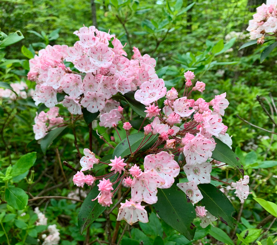 cluster of pink mountain laurel flowers