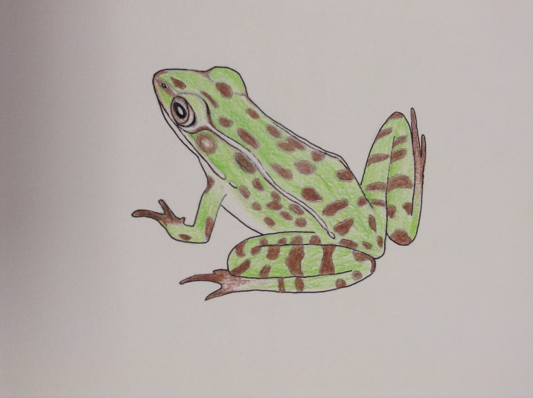 drawing of a leopard frog