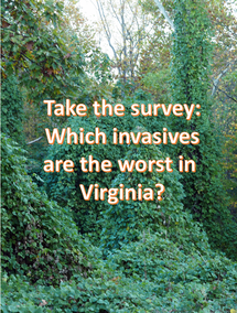 Take the survey text with image of green vines in the background